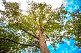 Trusted Sleepy Hollow, CA Tree Care Experts