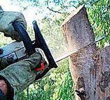 Best Tree Risk Assessment  in Sleepy Hollow, CA