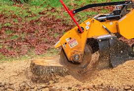 Best Tree Removal  in Sleepy Hollow, CA