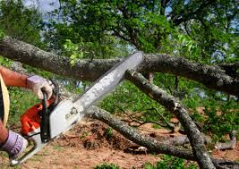 Best Tree and Shrub Care  in Sleepy Hollow, CA