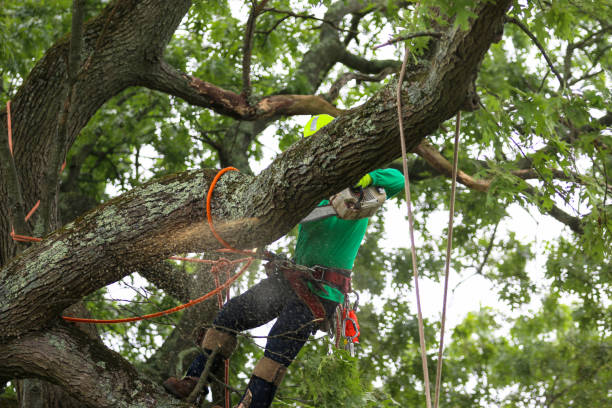 How Our Tree Care Process Works  in  Sleepy Hollow, CA