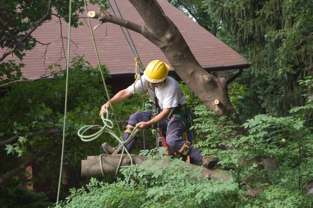 Best Firewood Processing and Delivery  in Sleepy Hollow, CA