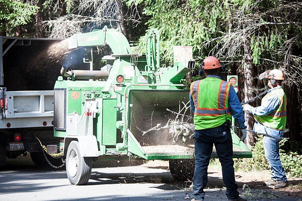 Sleepy Hollow, CA Tree Care Company