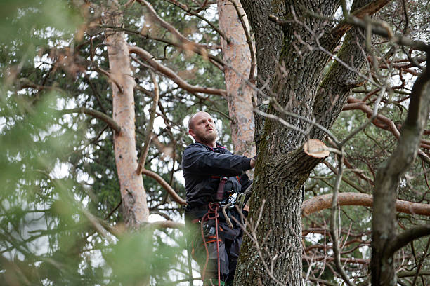 Best Hazardous Tree Removal  in Sleepy Hollow, CA