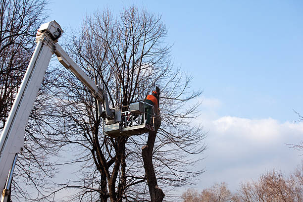 Best Tree Health Inspection  in Sleepy Hollow, CA
